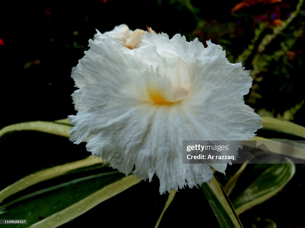 Freshfruit flower (Cheilocostus speciosus)