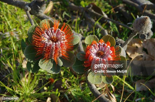 scarlet banksia (banksia coccinea) also known as the waratah banksia or albany banksia - scarlet banksia stock pictures, royalty-free photos & images