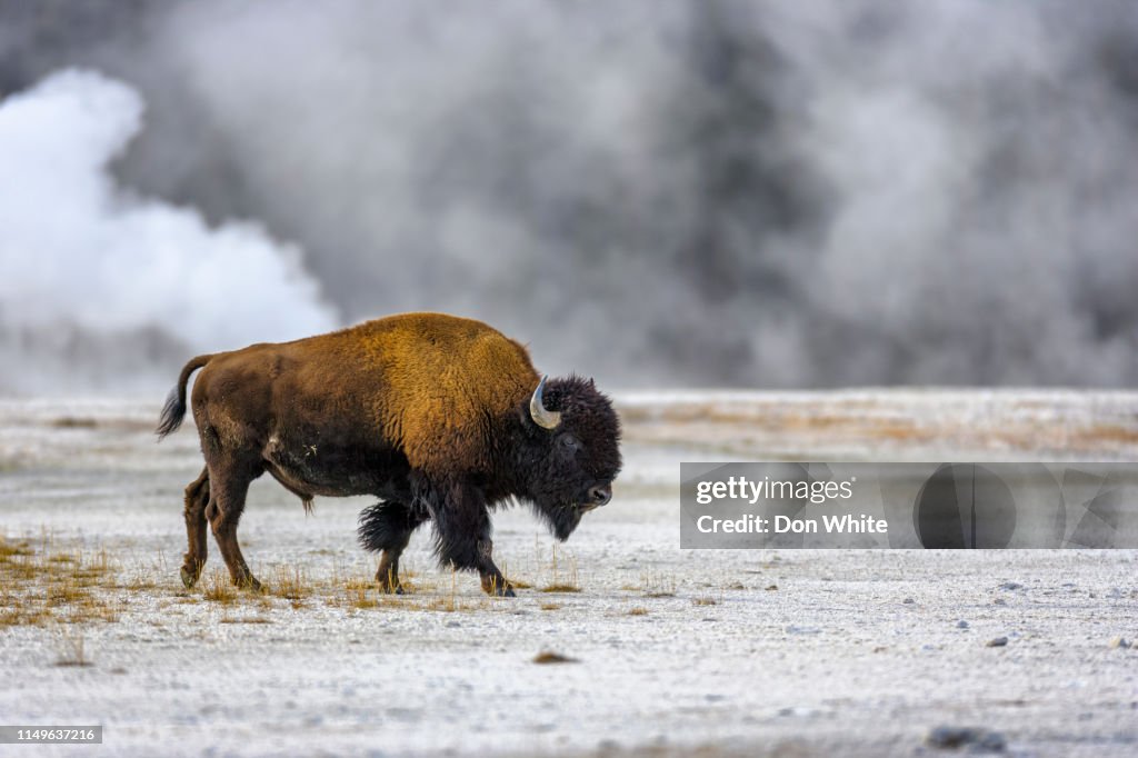 Yellowstone Nationalpark in Wyoming