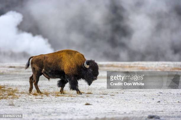 het nationale park van yellowstone in wyoming - american bison stockfoto's en -beelden