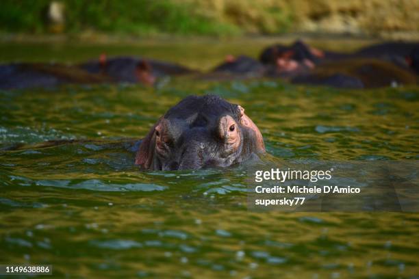 hippopotamus (hippopotamus amphibius) in the kazinga channel - murchison falls national park stock pictures, royalty-free photos & images