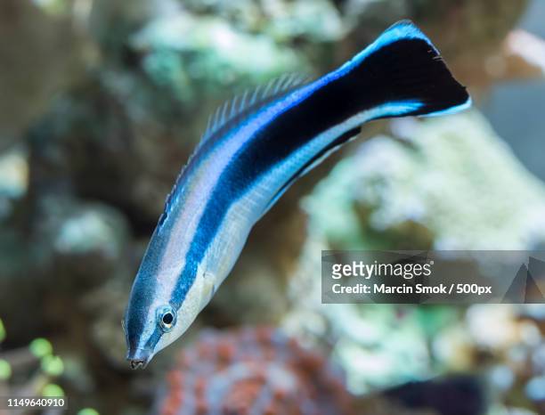 cleaner wrasse labroides dimidiatus - cleaner wrasse stock pictures, royalty-free photos & images