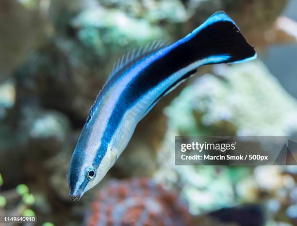 cleaner wrasse labroides dimidiatus - cleaner wrasse bildbanksfoton och bilder