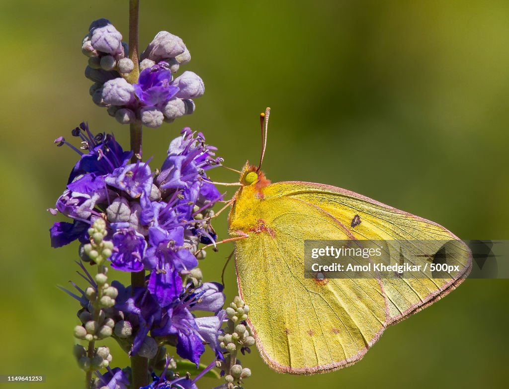 Southern Dogface- Colias Cesonia