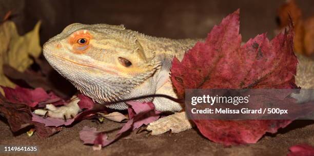 Cinna Rack 79 Cinna Stock Photos, High-Res Pictures, and Images - Getty Images