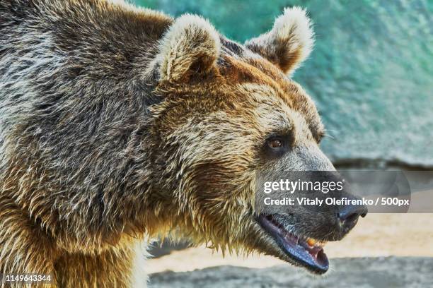 brown bear in a zoo - central asia stock pictures, royalty-free photos & images