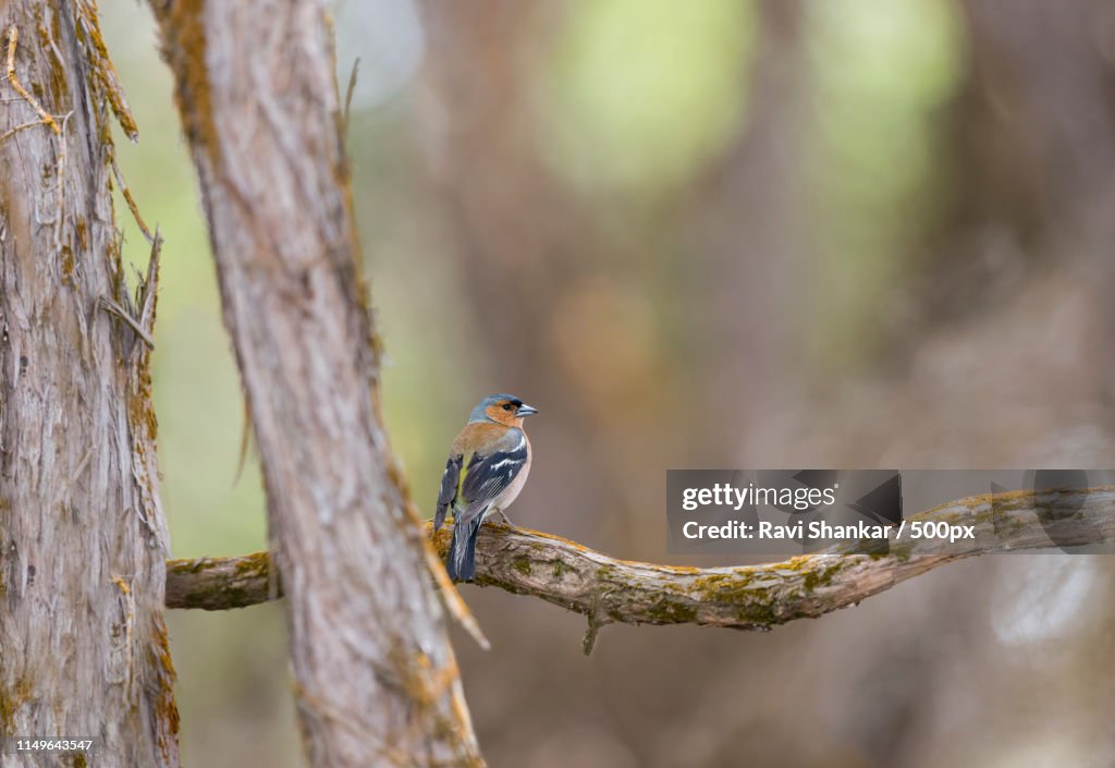 Chaffinch (Fringilla Coelebs)