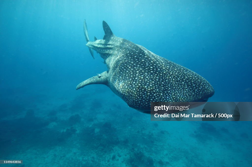 Whale Shark Encounter In Clear Blue Water