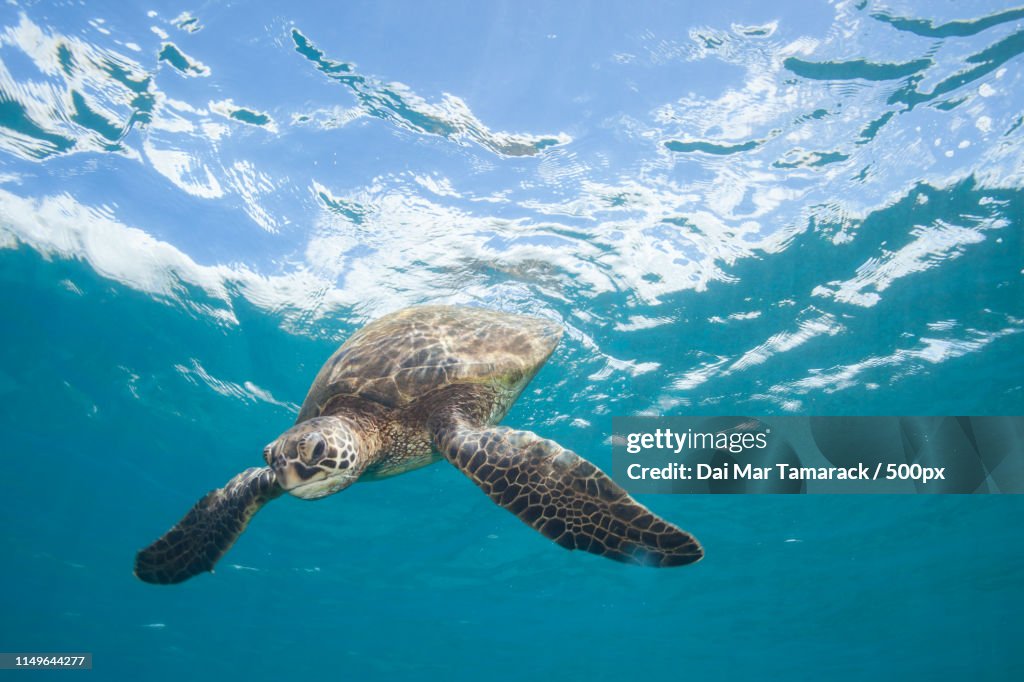 Sea Turtle Swimming Down From The Surface