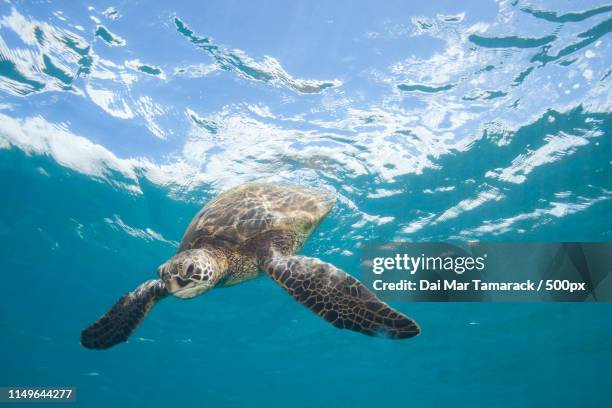 Sea Turtle Swimming Down From The Surface High-Res Stock Photo