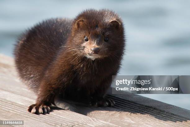 Minker Mink Animal Photos and Premium High Res Pictures - Getty Images