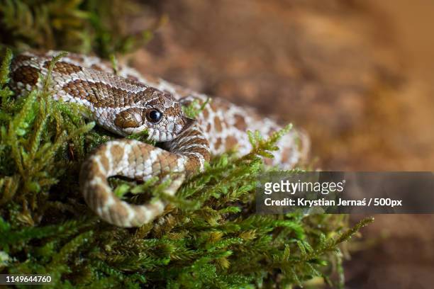heterodon nasicus - hognose snake fotografías e imágenes de stock