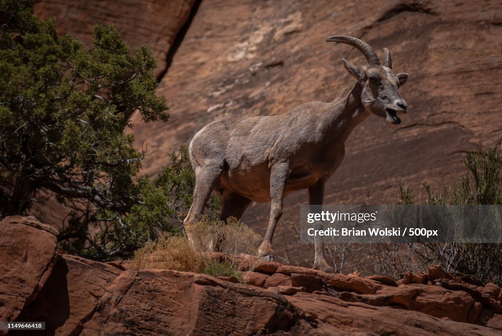 Mother Bighorn Sheep