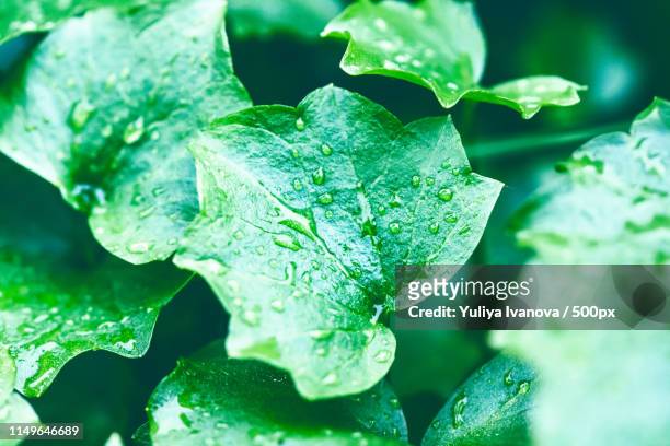 wet green - smaragdgrün stock-fotos und bilder