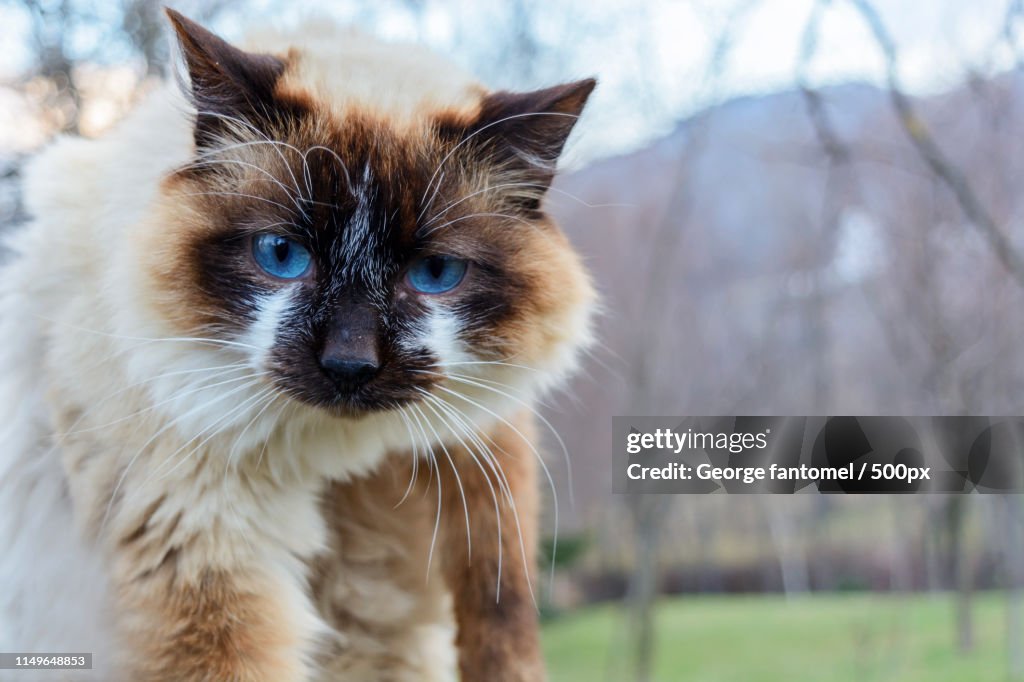 Pretty Cat With Blue Eyes