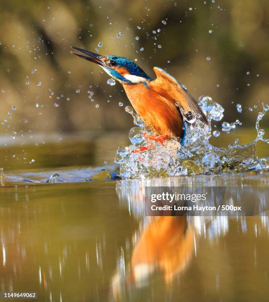 treading water - kingfisher river stock pictures, royalty-free photos & images