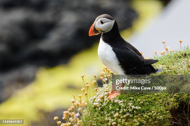 admiring the view - mull stockfoto's en -beelden