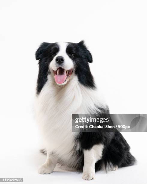 border collie - collie puppy stock pictures, royalty-free photos & images