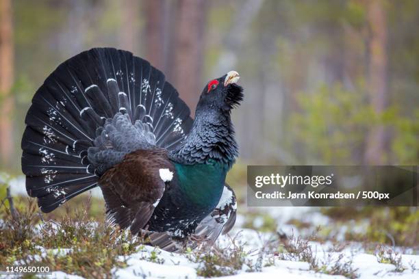 capercaillie cock - tetrao urogallus stock pictures, royalty-free photos & images
