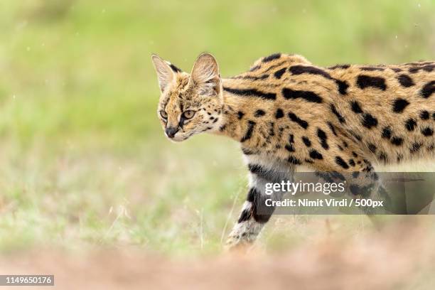 serval bokeh'd - serval stock-fotos und bilder