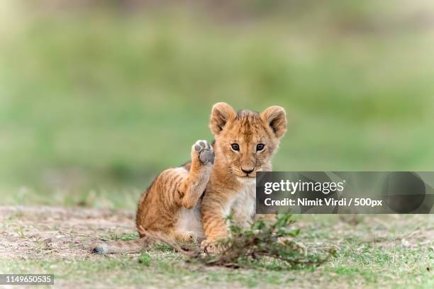 lion cub - lion cub stockfoto's en -beelden