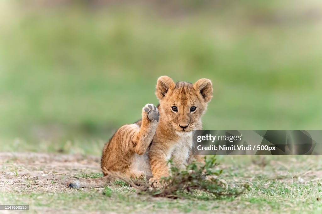 Lion Cub