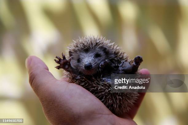 Man holds a baby hedgehog after it was rescued from water well by fire fighters in Hatay's Antakya district, Turkey on June 12, 2019.
