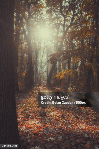 lacecap hydrangea - coast live oak stock pictures, royalty-free photos & images