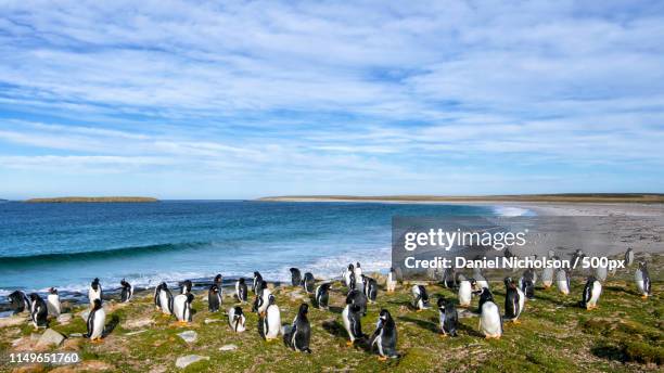 gentoo highway - stanley falklandsöarna bildbanksfoton och bilder