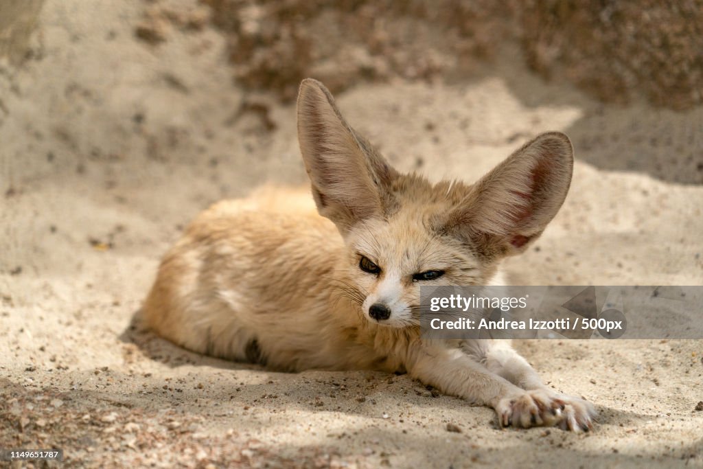 Fennec