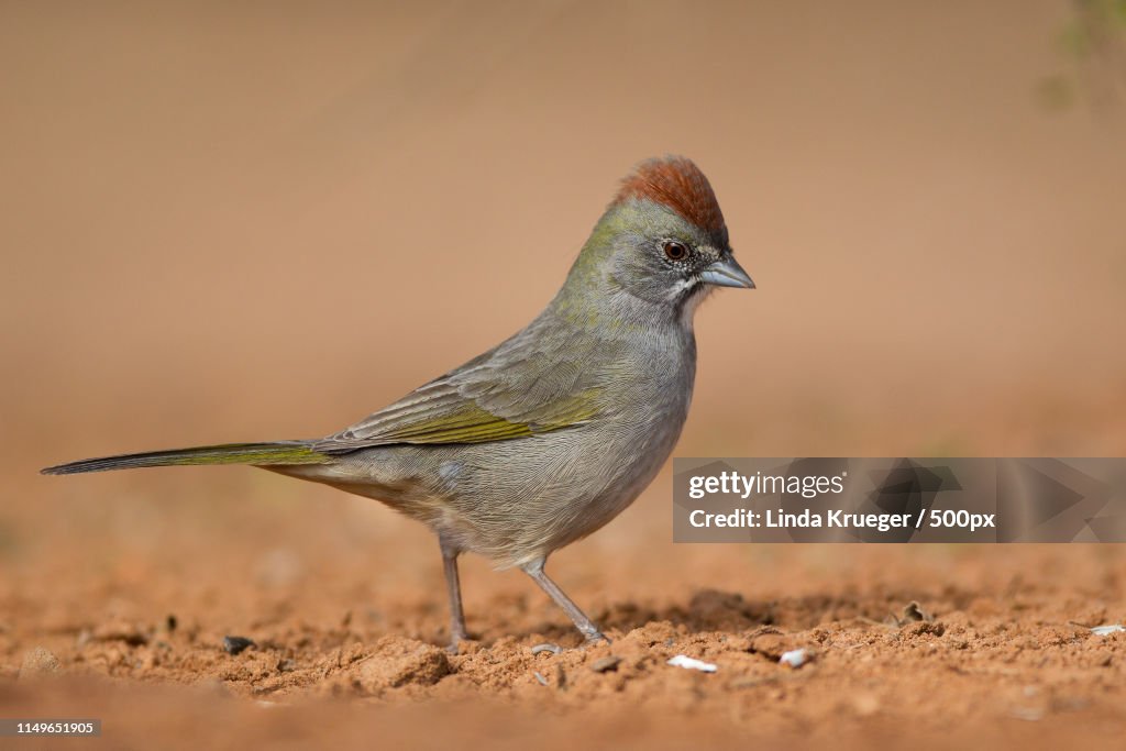 Green-Tailed Towhee