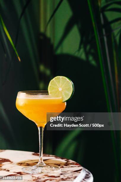 the tournesol - editorial bildbanksfoton och bilder