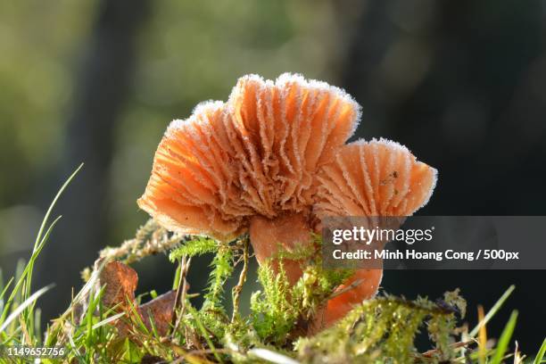 winter is coming - laccaria laccata stock pictures, royalty-free photos & images