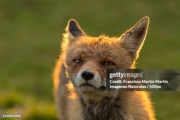 Male Fox Photos and Premium High Res Pictures - Getty Images