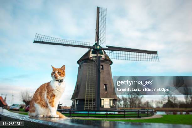 alkmaar - amsterdam windmill stock pictures, royalty-free photos & images