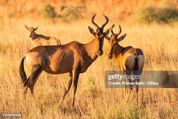 red hartebeest - hartebeest foto e immagini stock