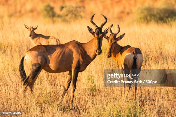 red hartebeest - hartebeest stock pictures, royalty-free photos & images