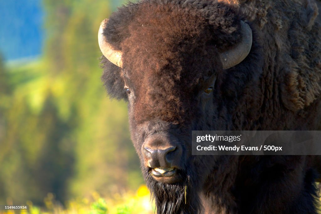 Bison Bull