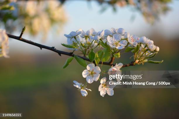 pear blossom - perenboom stockfoto's en -beelden