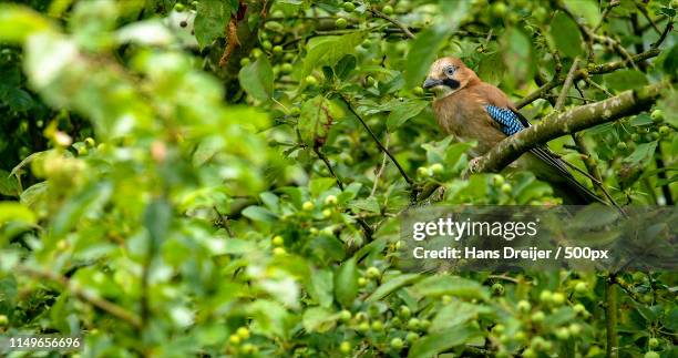 eurasianjay - jays stock-fotos und bilder