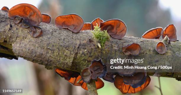 the tree and the judas's ears - wood ear stock pictures, royalty-free photos & images