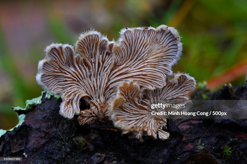 Schizophyllum Commune