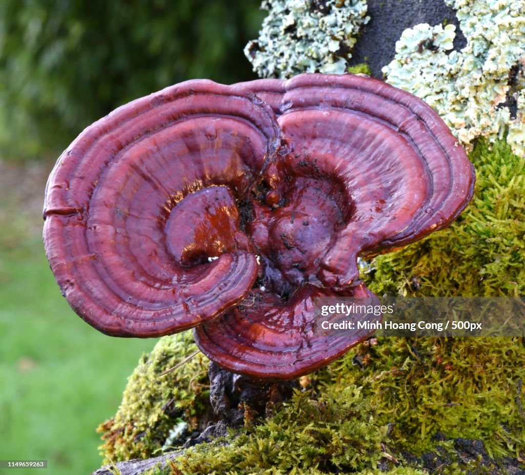 Ganoderma Lucidum