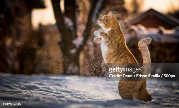 puss in boots - hørsholm stock pictures, royalty-free photos & images
