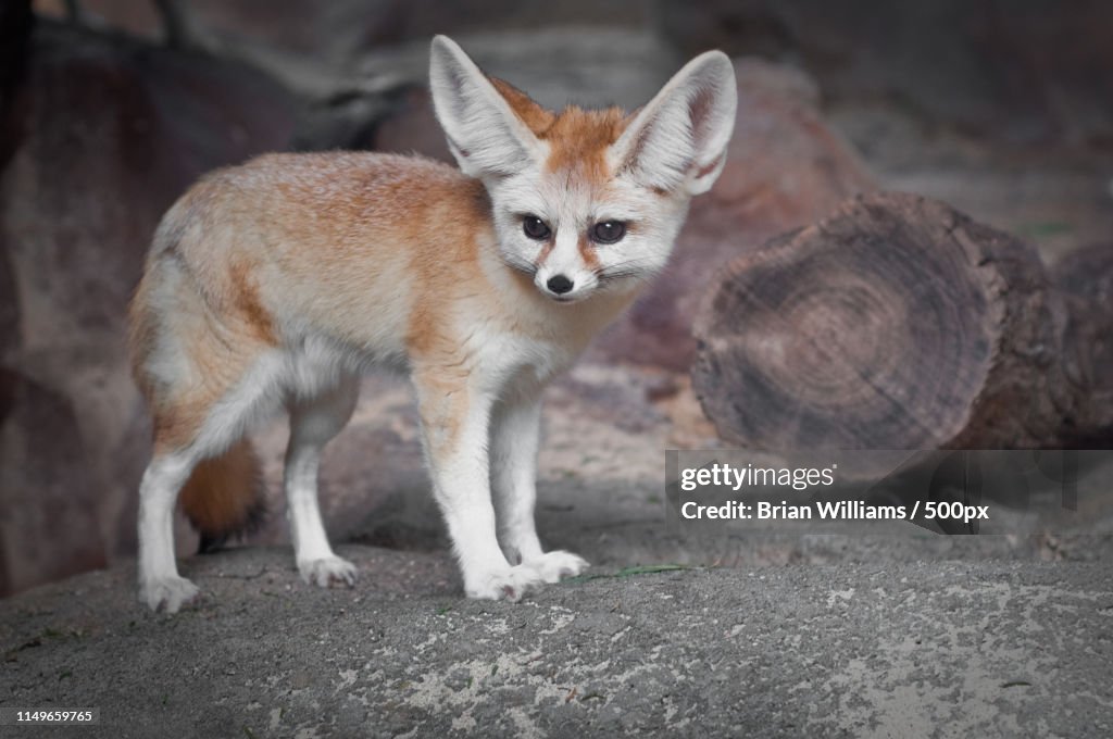 Fennec Fox