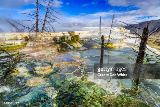 parc national de yellowstone dans le wyoming - algue bleue photos et images de collection