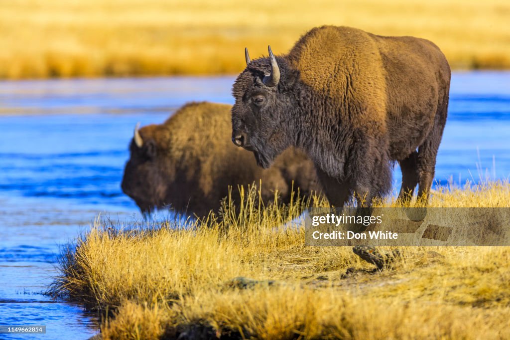 Het nationale park van Yellowstone in Wyoming