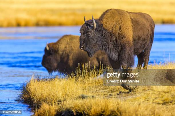 het nationale park van yellowstone in wyoming - amerikaanse bizon stockfoto's en -beelden