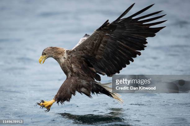 White-tailed eagle, also known as a sea eagle, comes in to catch a fish thrown overboard from a wildlife viewing boat on June 9, 2019 on the Isle of...