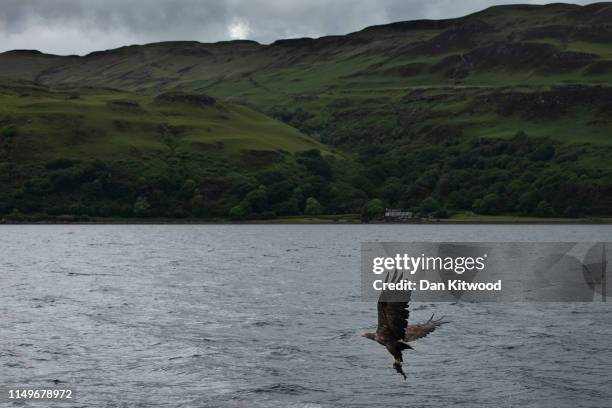 White-tailed eagle, also known as a sea eagle, comes in to catch a fish thrown overboard from a wildlife viewing boat on June 9, 2019 on the Isle of...